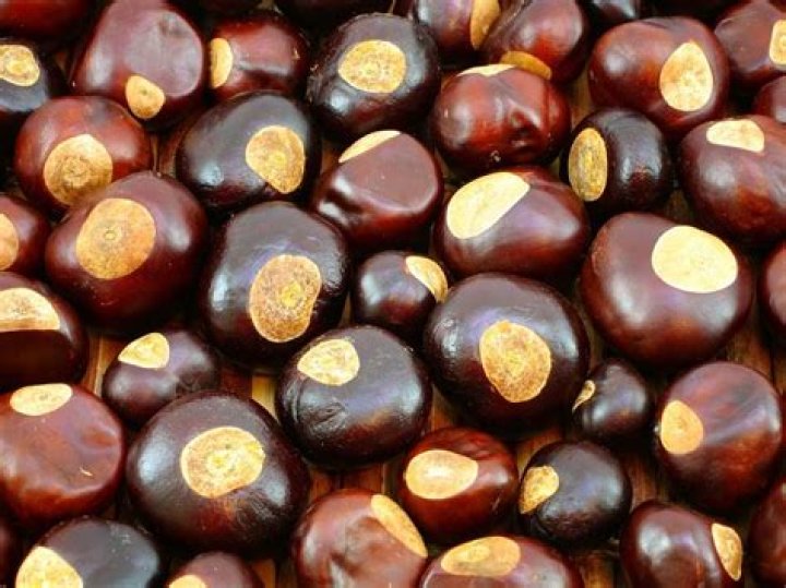 Are Buckeyes edible?