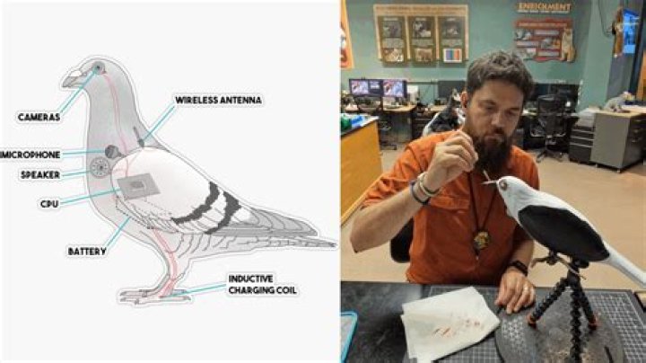 Are the birds at the Masters Real?
