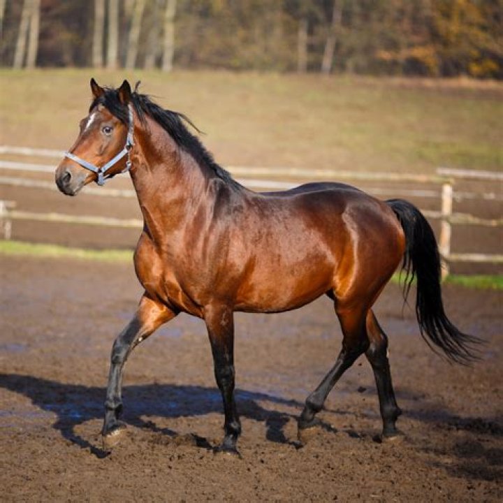 Can Arabian beat Thoroughbred?