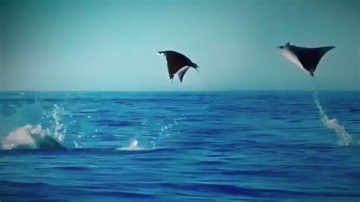 Can rays jump out of the water?