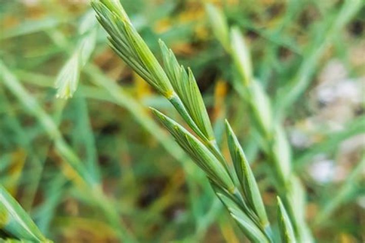 Can you ollie on grass?