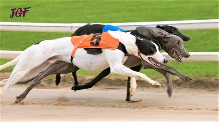 How fast can a greyhound run?