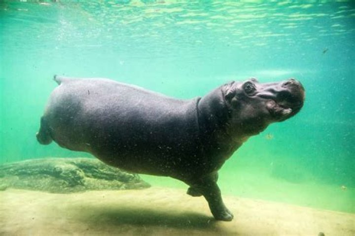 How fast can hippos run underwater?