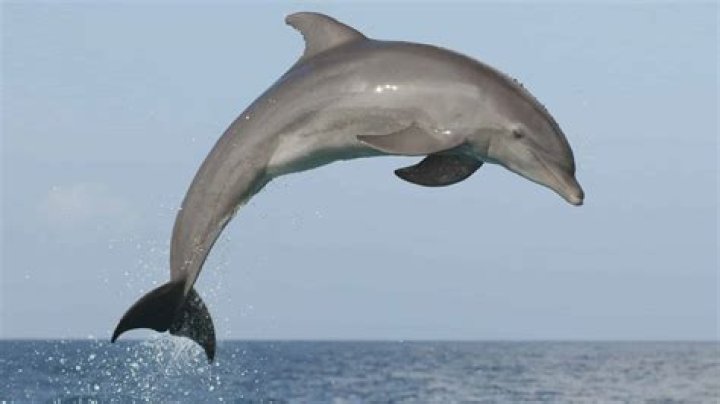 How hard are dolphin flips?