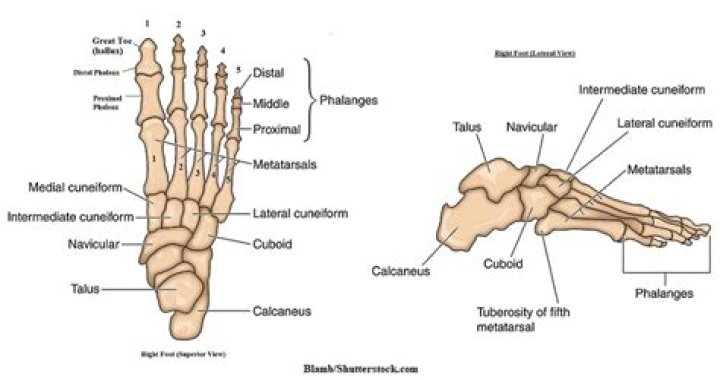 How many Tarsals are in the foot?
