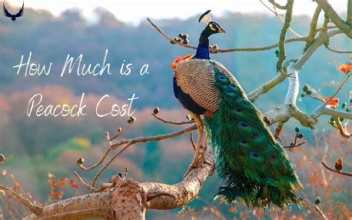 How much is Peacock per month?