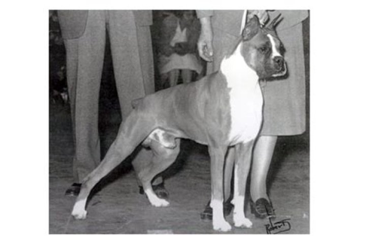 How old was the oldest boxer?