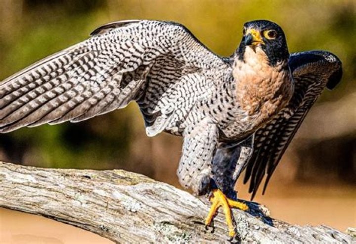 Is the peregrine falcon The fastest animal?