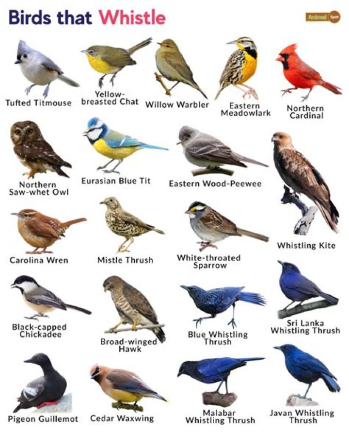 Is whistling booing?