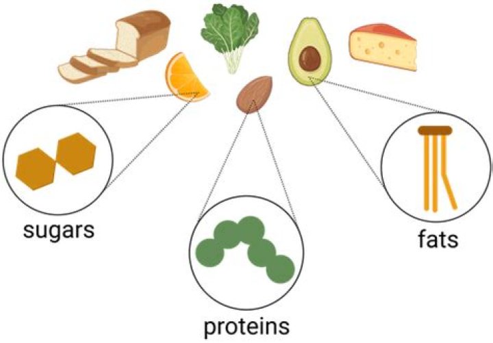 What are the three types of food that a cheerleader should avoid?