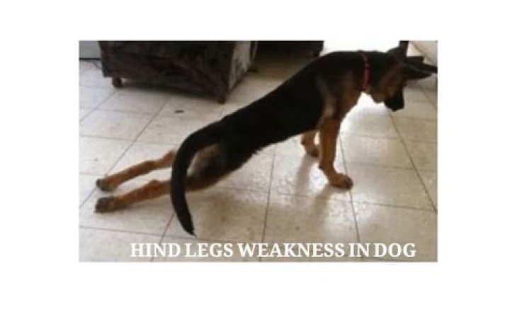 What causes sudden hind leg weakness in old dogs?