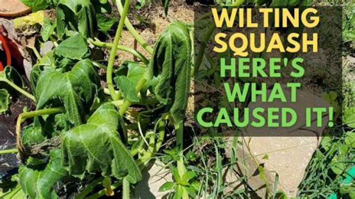 What does down mean in squash?