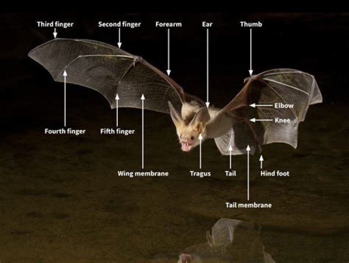 What does it mean when a bat is on the ground?