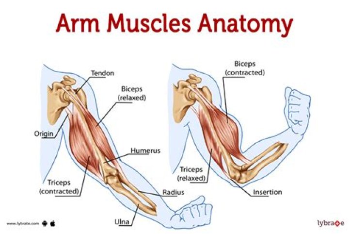 What happened to the muscles in your hand squeeze the clothespin over time why?