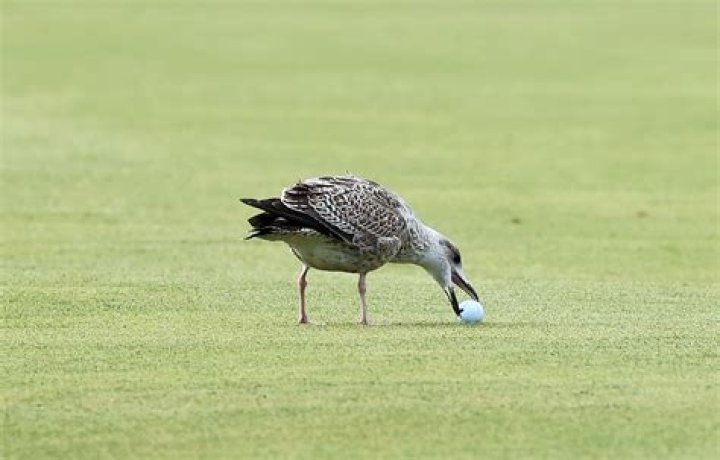 What happens when a seagull takes your golf ball?