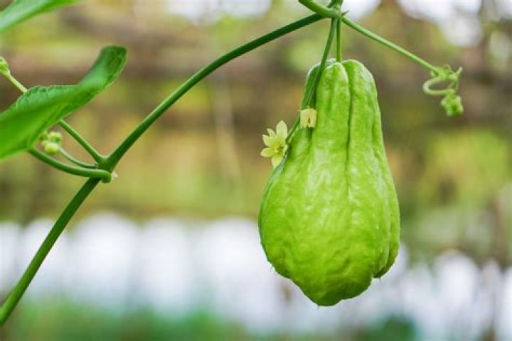 What is a chayote called in English?