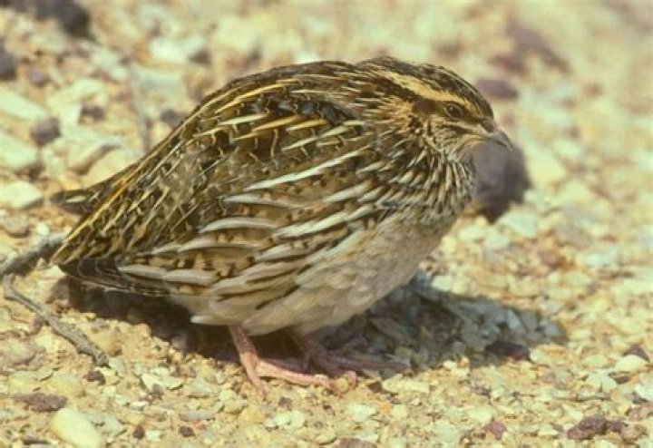 What is a dying quail?