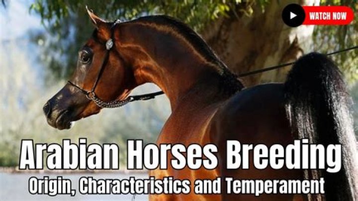 What is an Arabian flip?