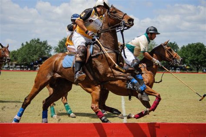What makes a good polo pony?