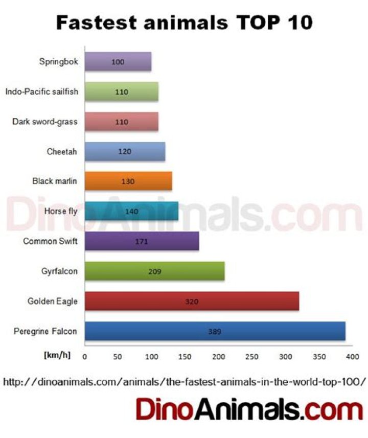 What was Tigers fastest swing speed?