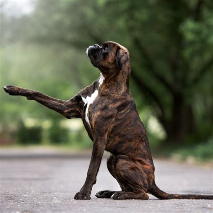 What were boxers originally used for?