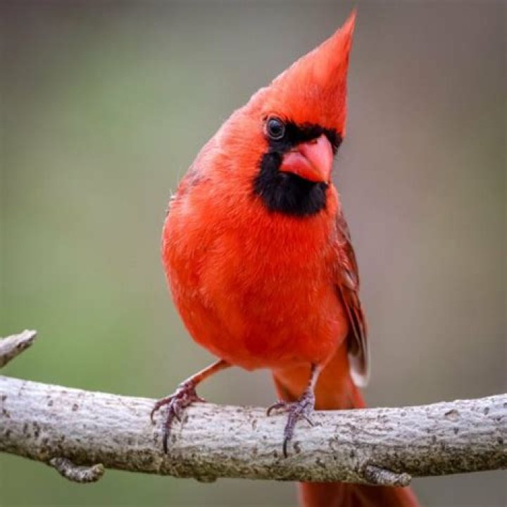 Why are the Arizona Cardinals so good?