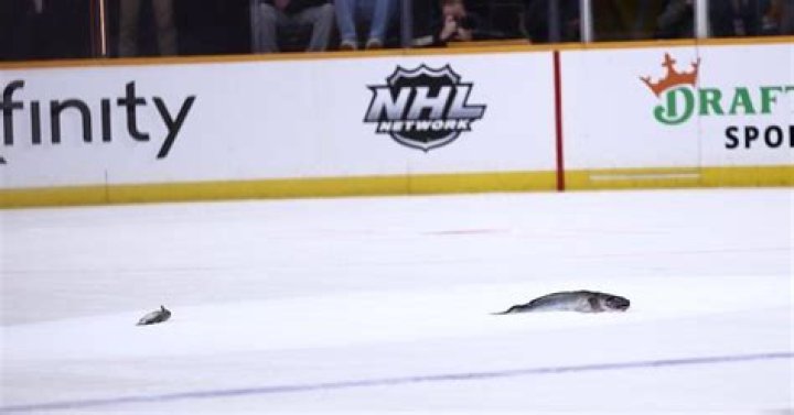 Why do they throw rats on the ice in Florida?